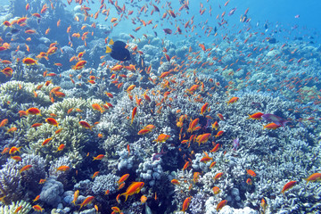 Fototapeta na wymiar coral reef with shoal of fishes scalefin anthias, underwater