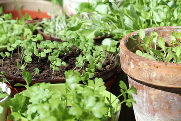 Young fresh seedlings in pots
