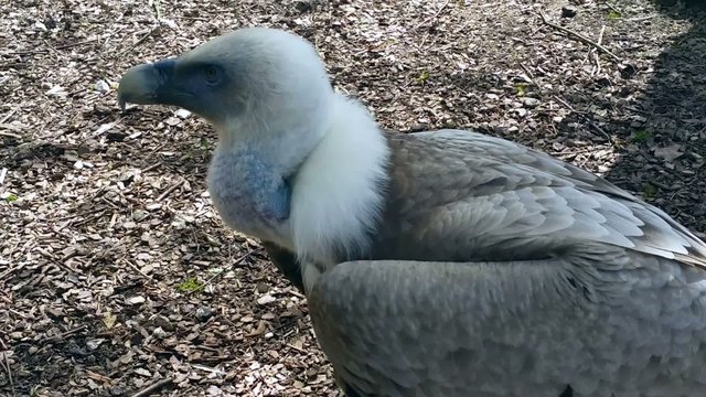 Griffon Vulture in a zoo