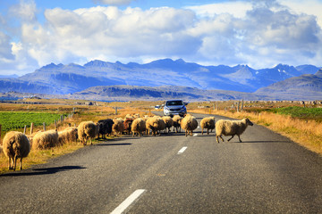 Obraz premium Sheep on the road in Iceland