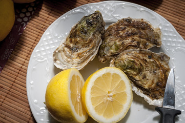 oysters