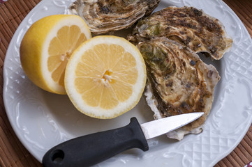 oysters