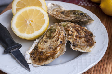 oysters