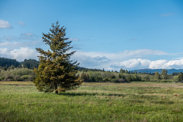 Lone Tree At Theler Wetlands in Belfair, Washington