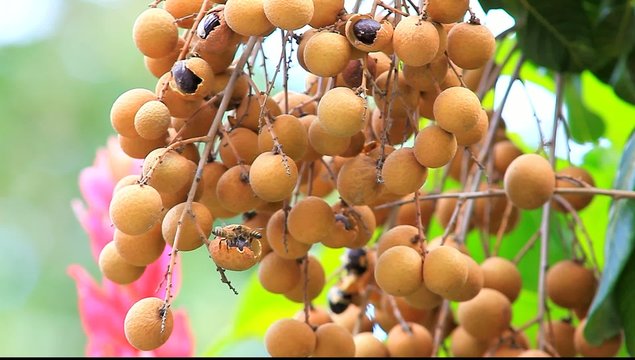 Abeilles sur Fruits Longanis - Ile de la R&eacute;union