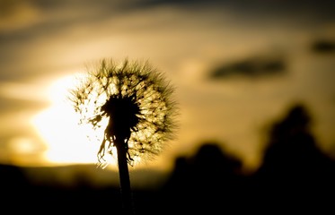 Pusteblume vor der Sonne am Abend
