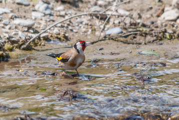 A European goldfinch drinking water from a river