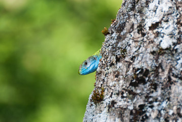 A green lizard with blue head behind a tree trunk