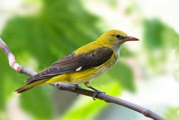Golden oriole female on a branch