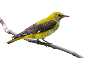 Golden oriole female isolated on white background