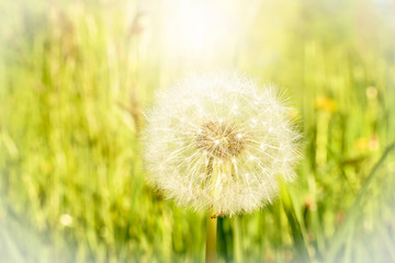 Pusteblume vor grünem Hintergrund