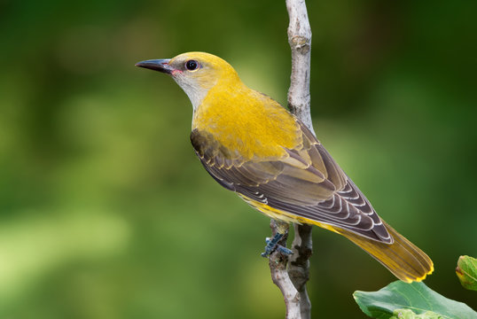 Golden oriole juvenile on a branch