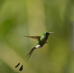 Buff-tailed coronet hummingbird of Ecuador   © Bing Bai