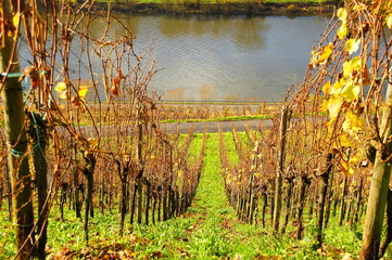 Naklejka premium bunte Weingärten im Herbst