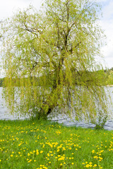 Lonely birch on the lake shore