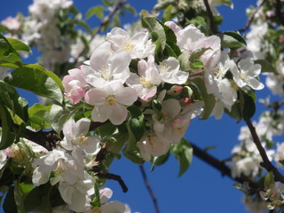 Flowering apple