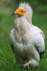 Egyptian vulture