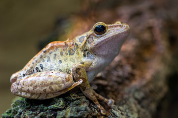 Spot-legged Tree Frog