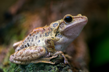 Spot-legged Tree Frog
