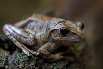Spot-legged Tree Frog