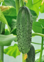 cucumber  on the rod growing