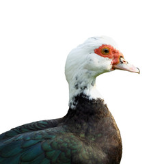 Duck isolated