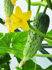 cucumber and flower