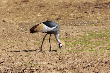 Crowned crane eat from the ground