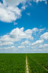 grass road with sky 