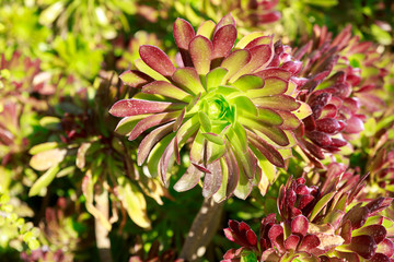 Beautiful succulent