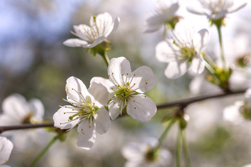 Flowering cherry tree branch