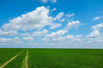 Obraz premium grass road with sky 