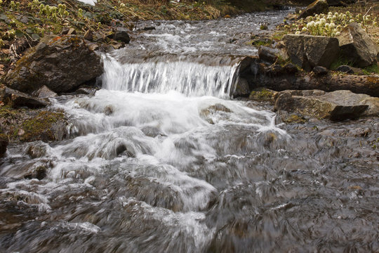 view on brook in Carpathian mountains at spring