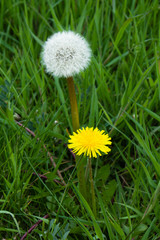 L&ouml;wenzahnbl&uuml;te und Pusteblume auf gr&uuml;ner Wiese