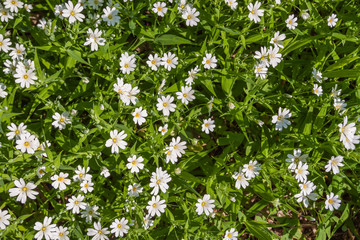Small white flowers in green foliage