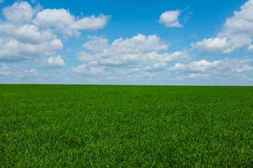 grass field and sky