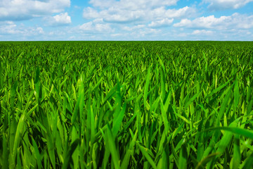 Obraz premium Grass and sky