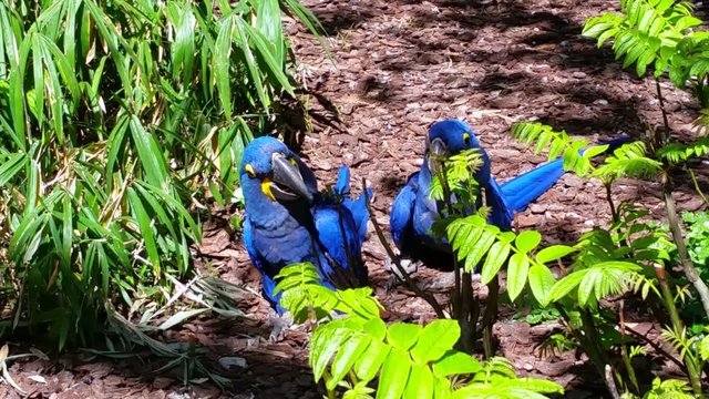 Hyacinth Macaw Parrots Couple