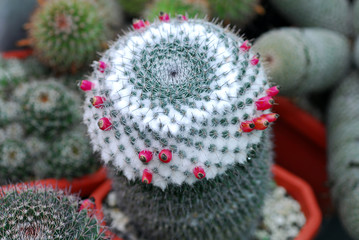 mini cactus from top view