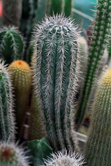 mini cactus from top view