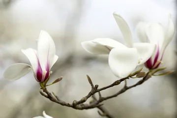 Tuinposter Magnolia Magnolia.