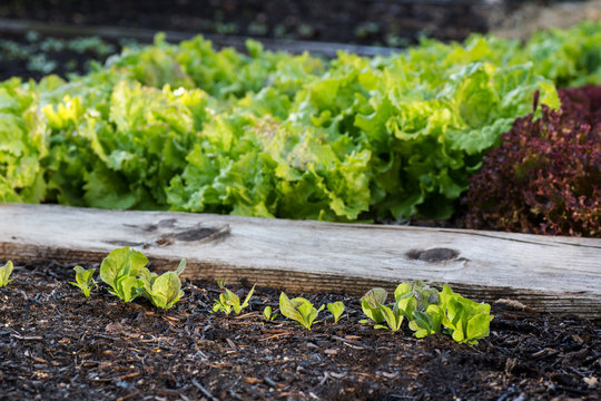 รูปภาพSalatpflanze เลือกดูภาพถ่ายสต็อก เวกเตอร์ และวิดีโอ810 Adobe