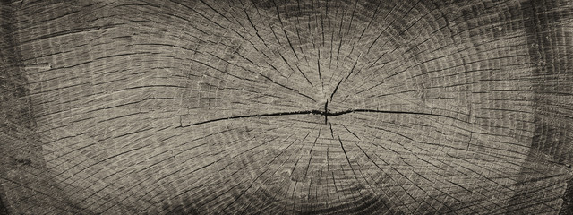 Alter Baum, Jahresringe