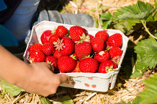 Fresh strawberries in box