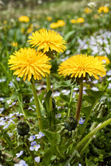 Yellow dandelion flowers .