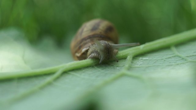 snail in the garden on the grass