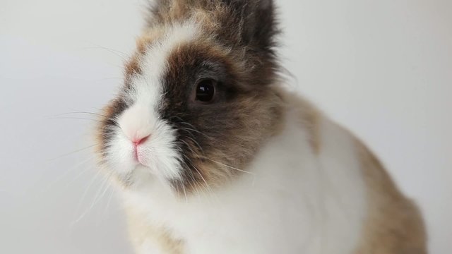 Bunny sniffing