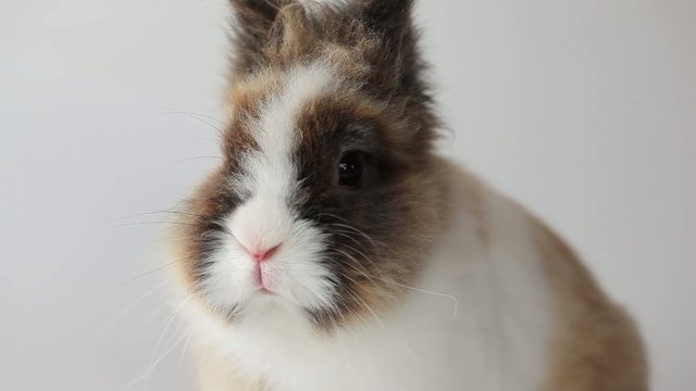 Bunny sniffing