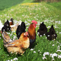 Chicken on the meadow