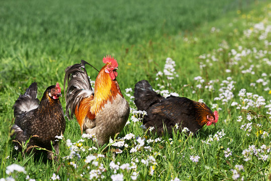 Chicken on the meadow
